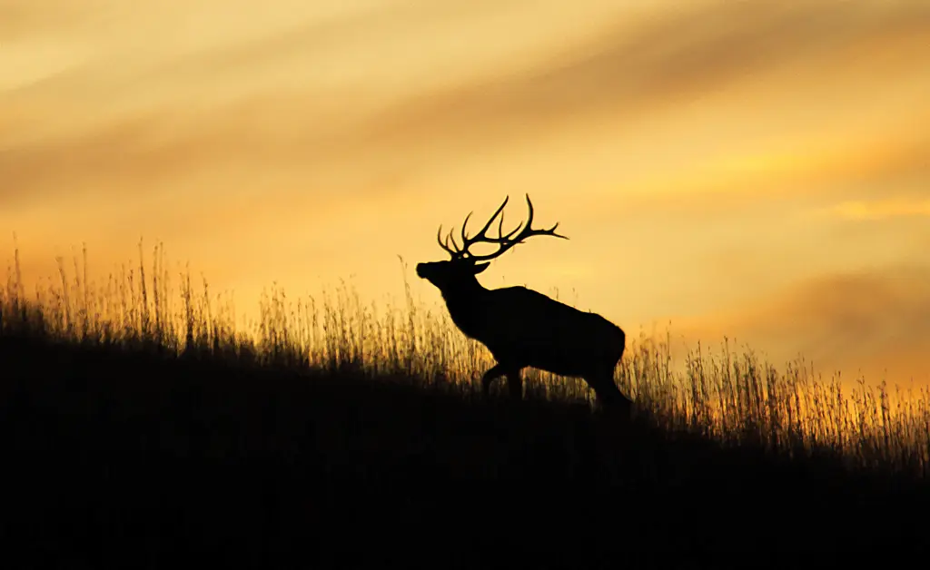 Elk in Great Smoky Mountains